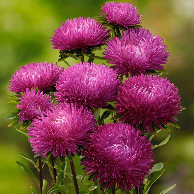 flowers high quality flower seeds for growing vibrant and colorful blooms in home gardens and landscapes organic flowers premium organic flower seeds for sustainable gardening and beautiful blossoms suitable for all climates