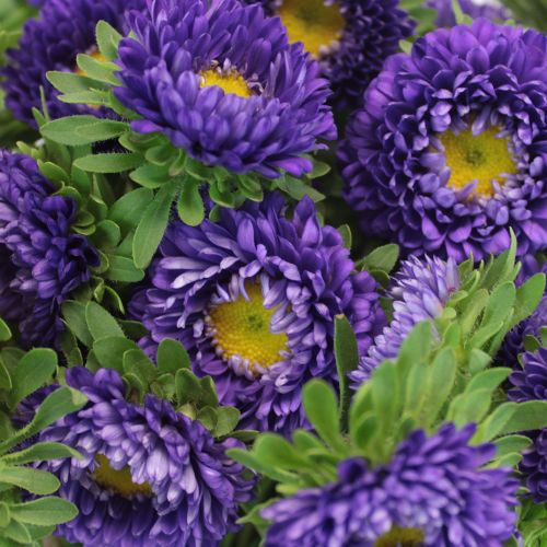 Aster Kurenai Purple Imported heirloom non-gmo garden seeds