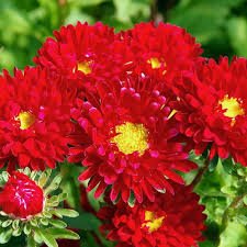 Aster Kurenai Red Seeds – Vibrant Red Blooms for Late - Season Color - Dharaseeds