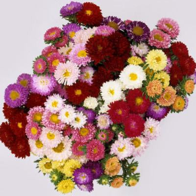 Aster Matsumoto Imported heirloom non-gmo garden seeds