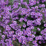 flowers high quality flower seeds for growing vibrant and colorful blooms in home gardens and landscapes organic flowers premium organic flower seeds for sustainable gardening and beautiful blossoms suitable for all climates