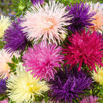 flowers high quality flower seeds for growing vibrant and colorful blooms in home gardens and landscapes organic flowers premium organic flower seeds for sustainable gardening and beautiful blossoms suitable for all climates