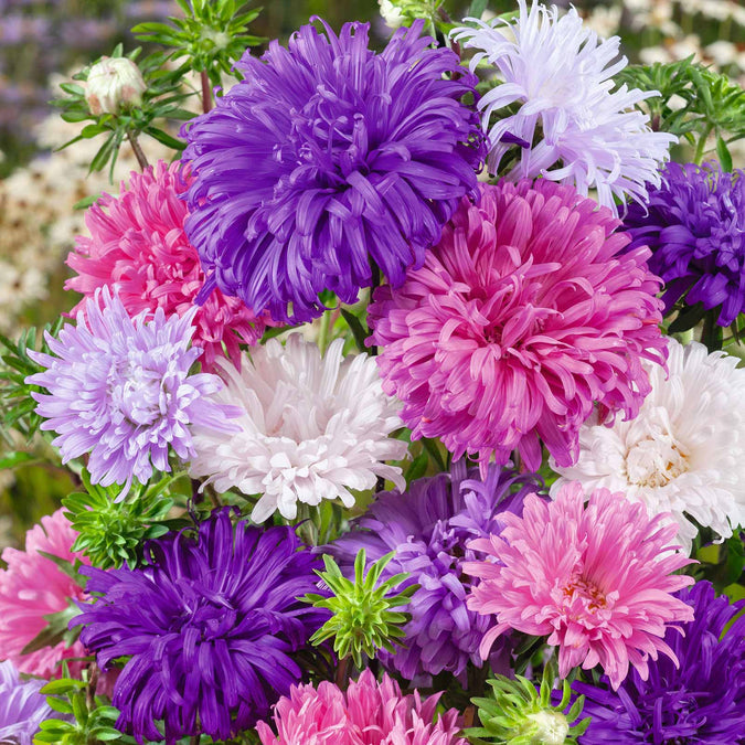 flowers high quality flower seeds for growing vibrant and colorful blooms in home gardens and landscapes organic flowers premium organic flower seeds for sustainable gardening and beautiful blossoms suitable for all climates