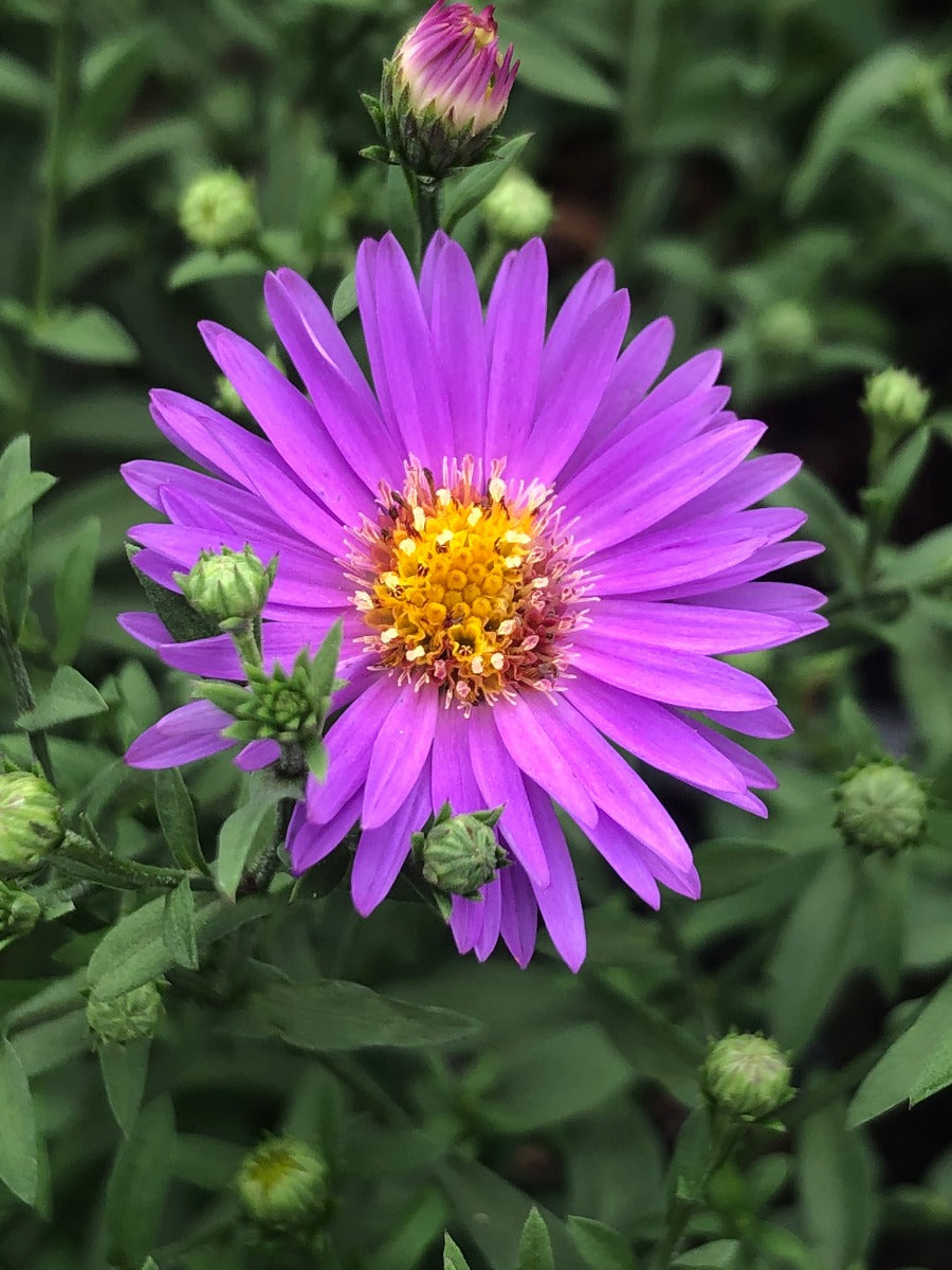 Purple Aster Plants