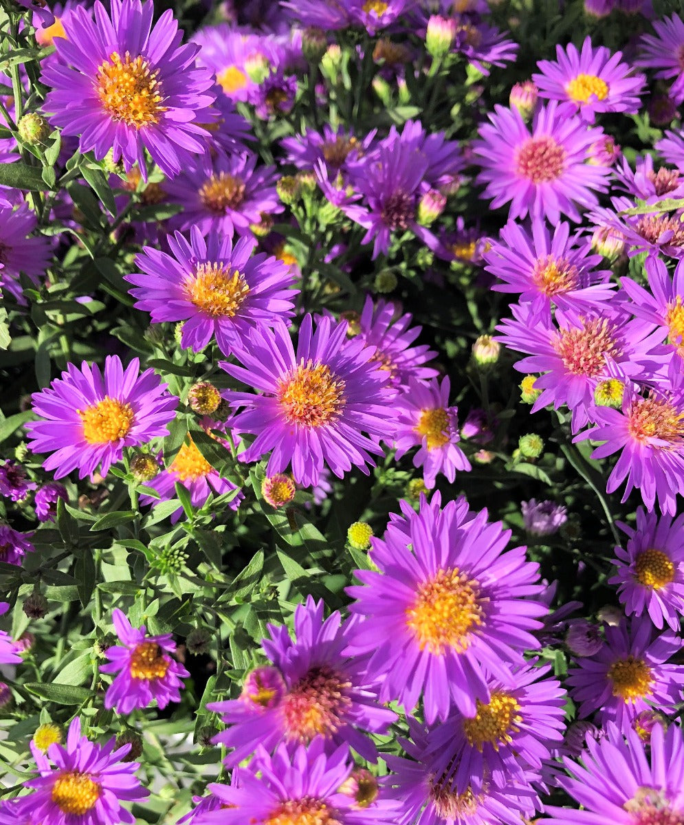 Purple Aster Plants