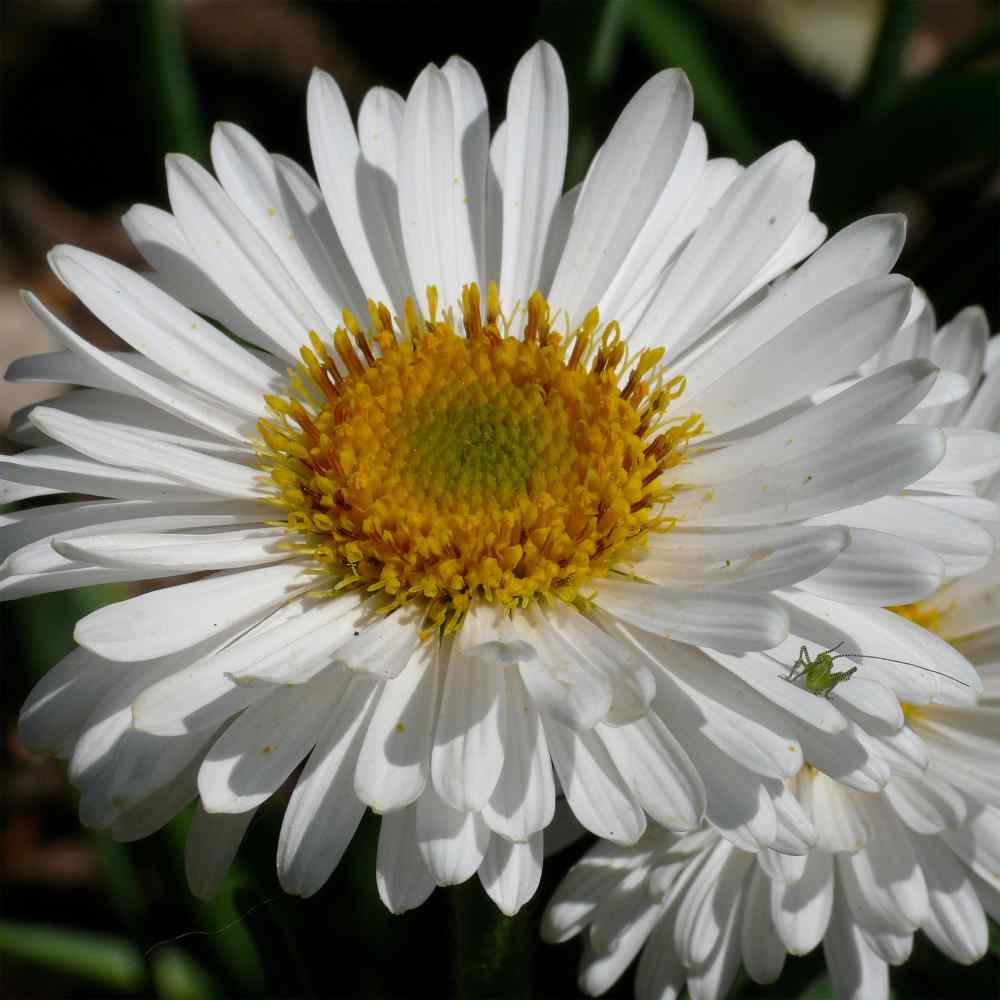 Aster White Daisy-Like Flower Seeds