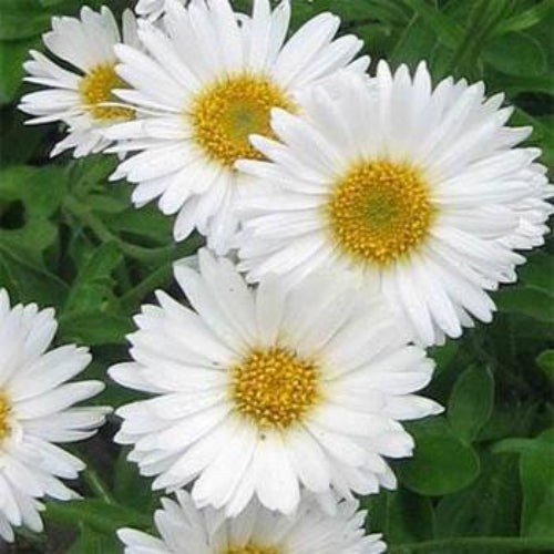 Aster White Daisy-Like Flower Seeds