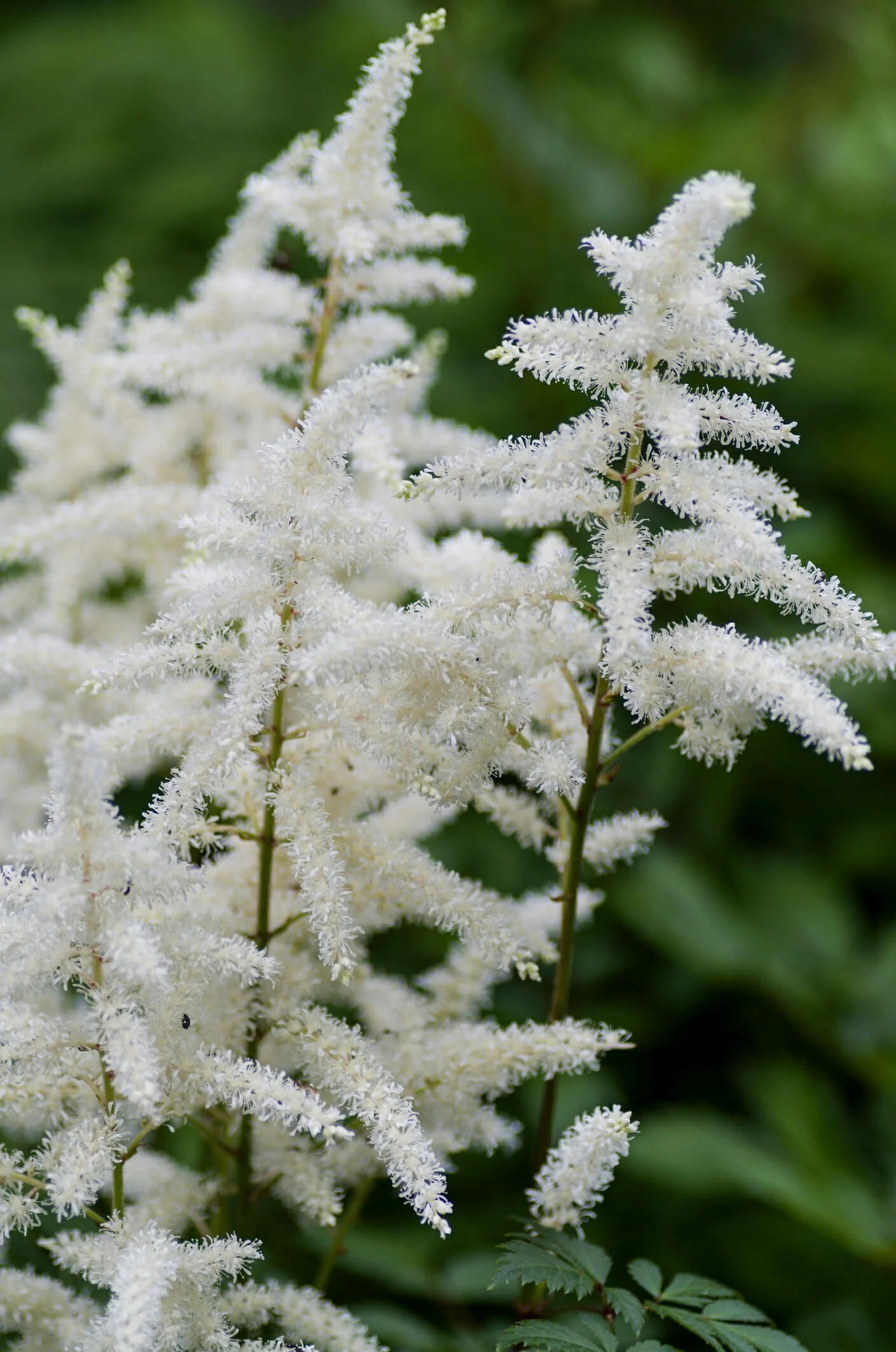 Astilbe Roots - Diamant Seeds