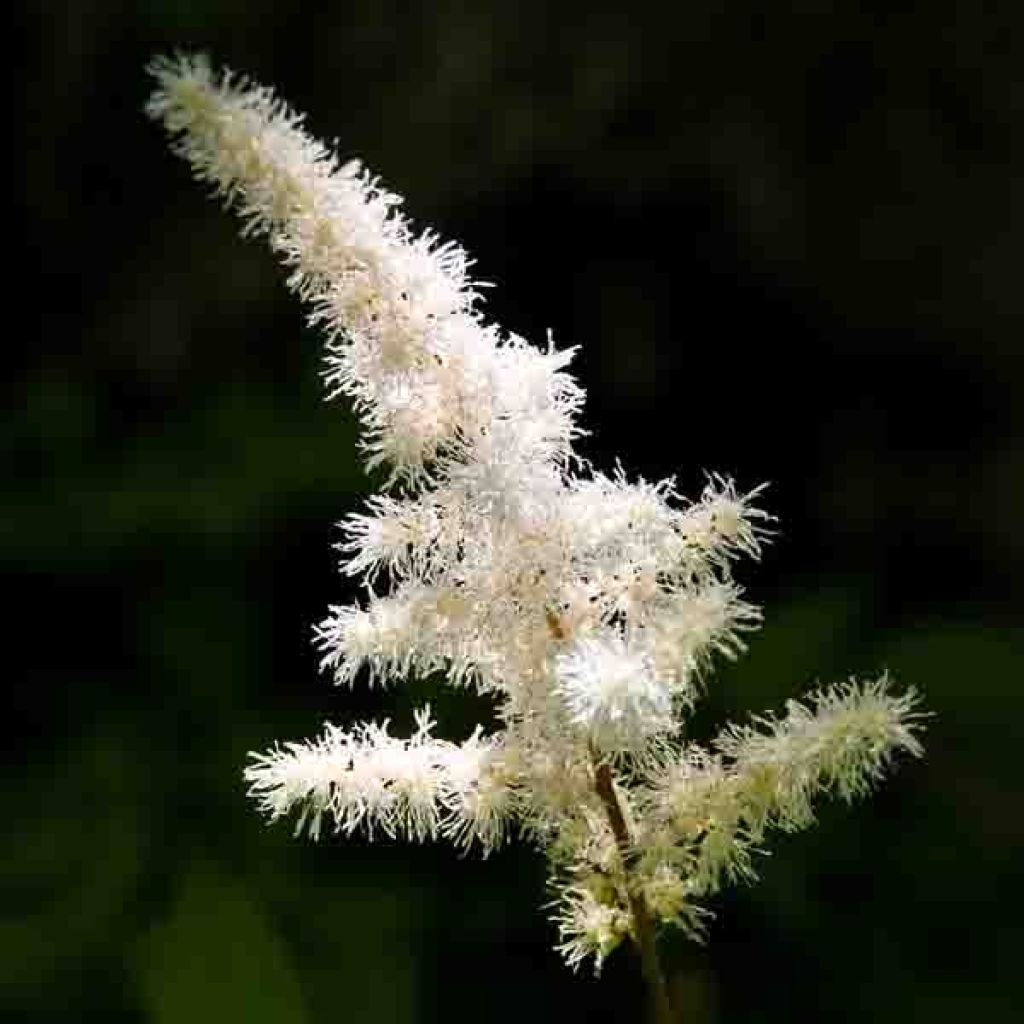 Astilbe Roots - Diamant Seeds