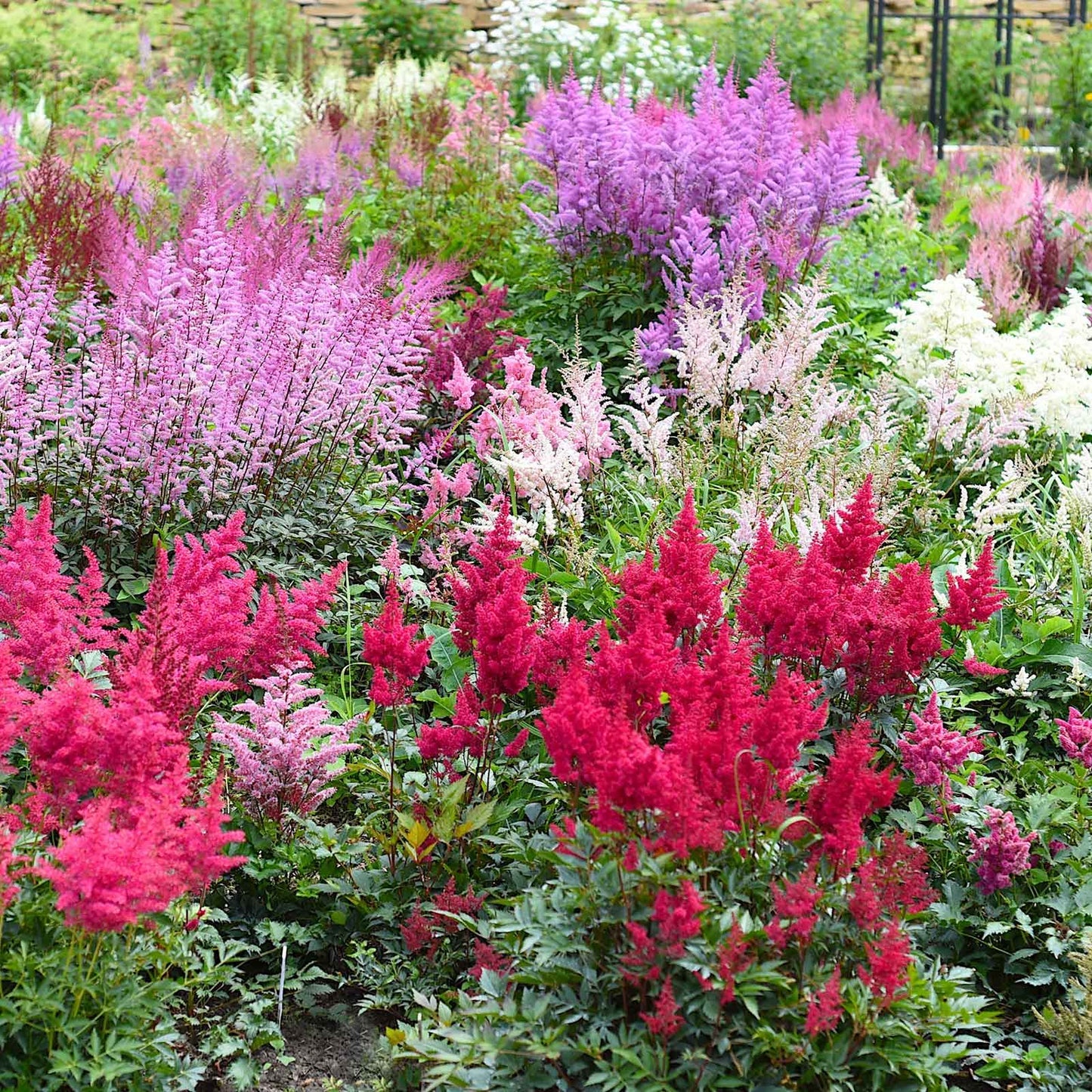 Astilbe Roots - Pink & Purple Mix Seeds