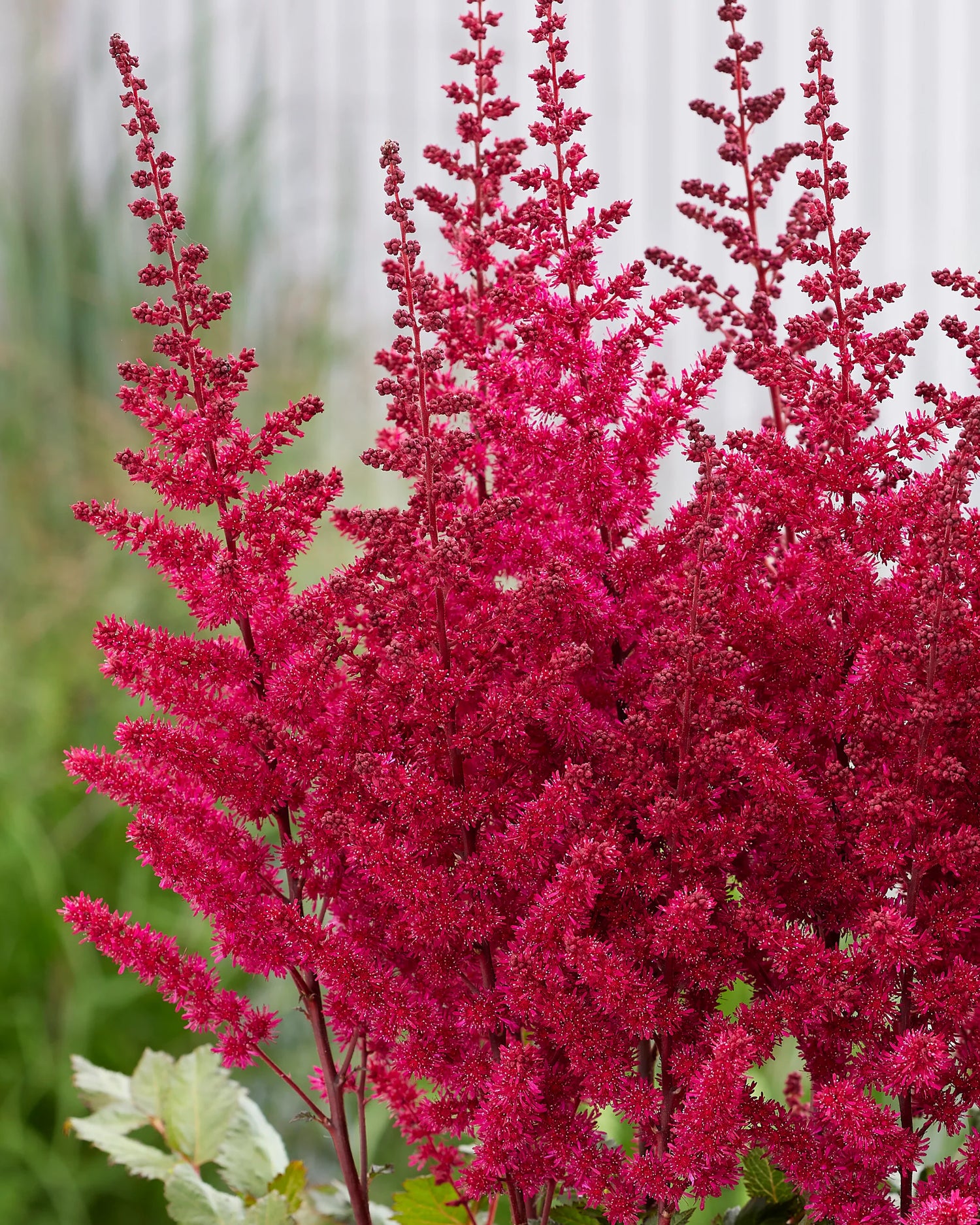 Astilbe Mighty Chocolate Cherry Bulbs