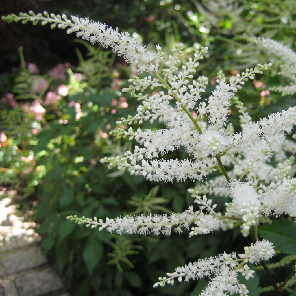 Astilbe Washington Bulbs