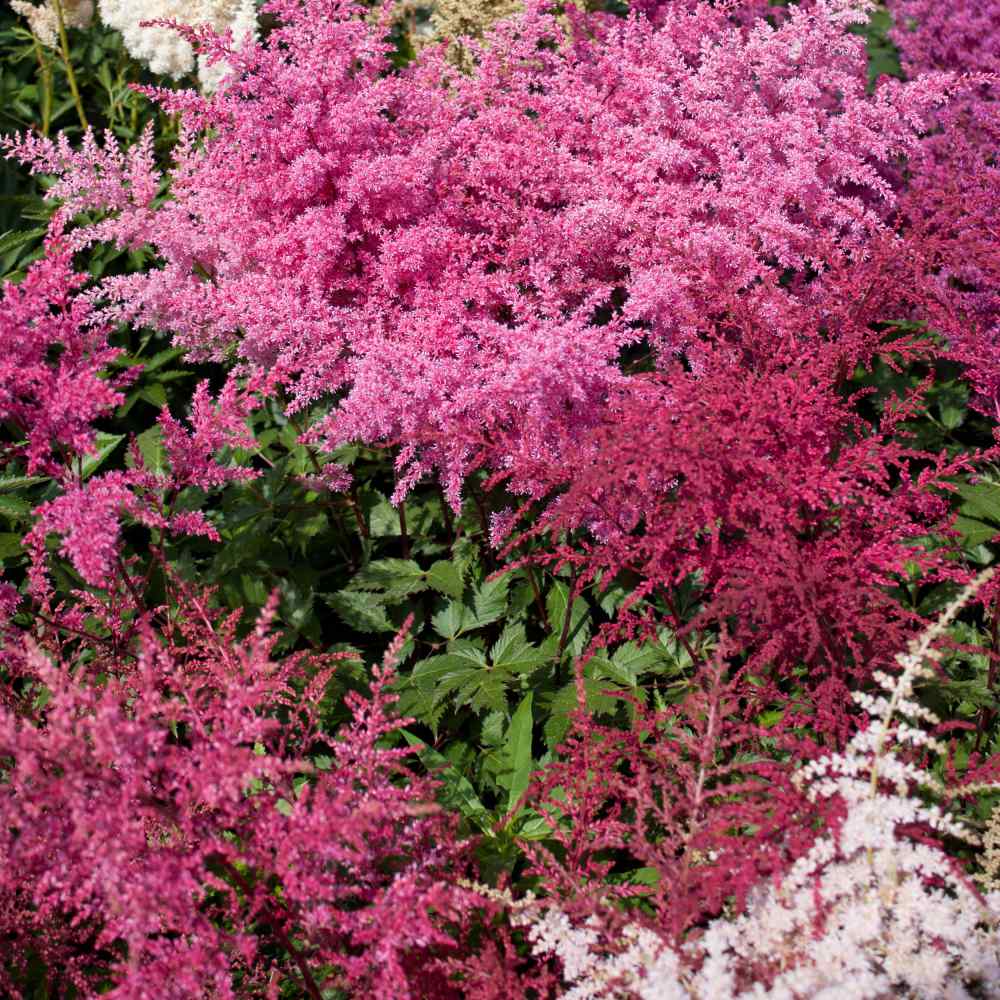 Astilbe Bunter Shade-Loving Seeds