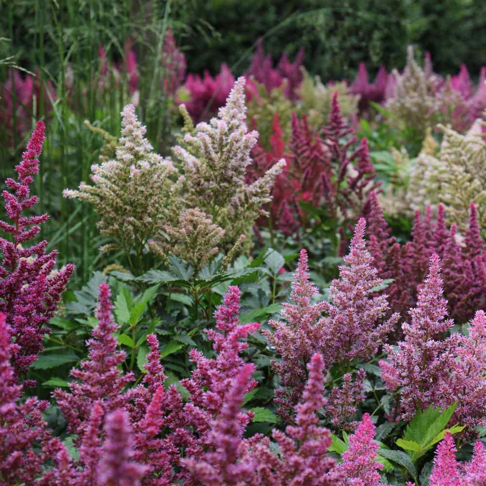 Astilbe Bunter Shade-Loving Seeds