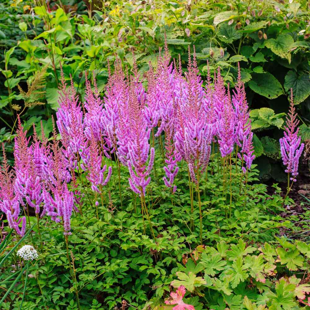 Astilbe Chinensis Perennial Flower Seeds