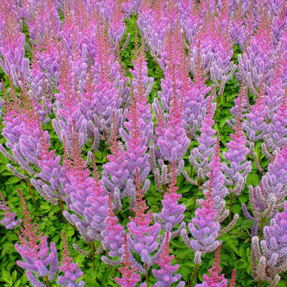 Astilbe Chinensis Perennial Flower Seeds