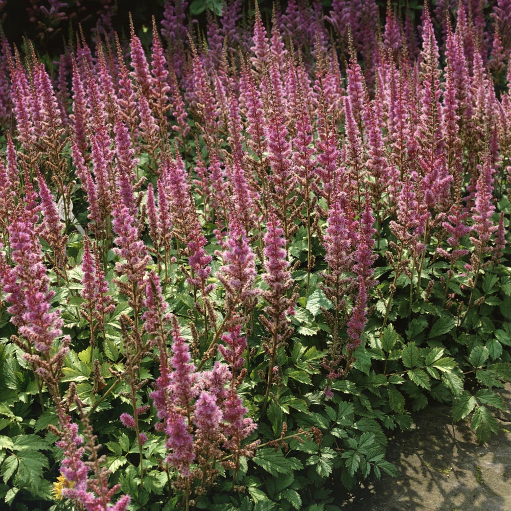 Astilbe Chinensis Perennial Flower Seeds