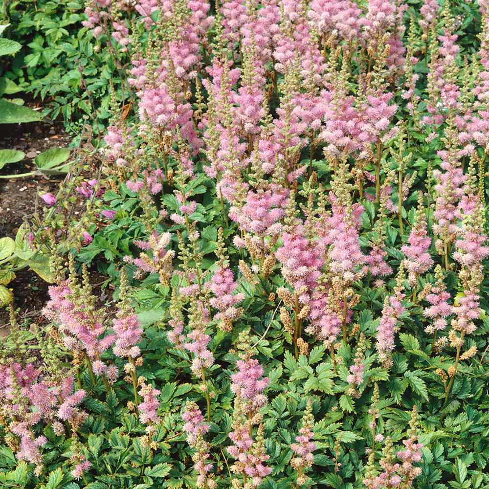 Astilbe Pumila Perennial Seeds