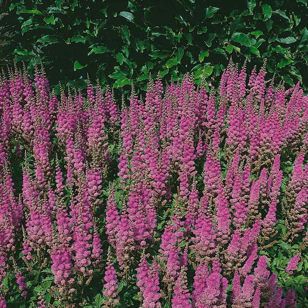 Astilbe Pumila Perennial Seeds