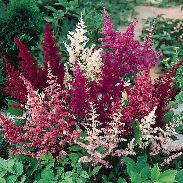 Astilbe Showstar Shade-Loving Seeds