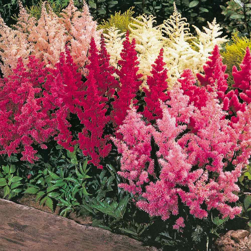 Astilbe Showstar Shade-Loving Seeds