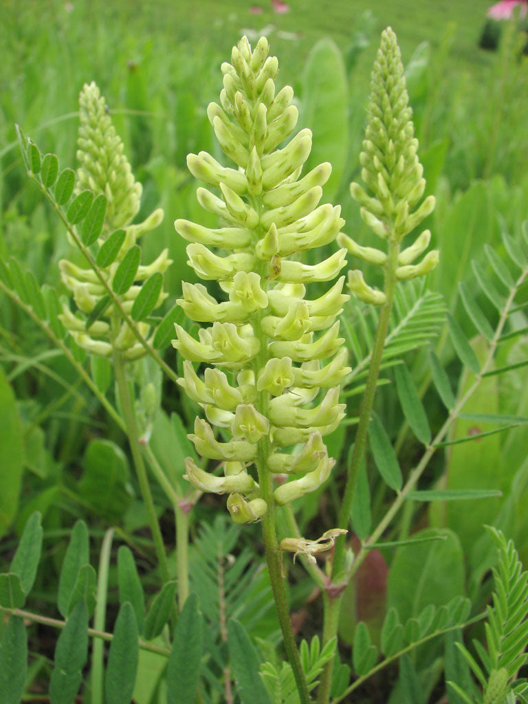 Astragalus racemosus Creamy Milk Vetch