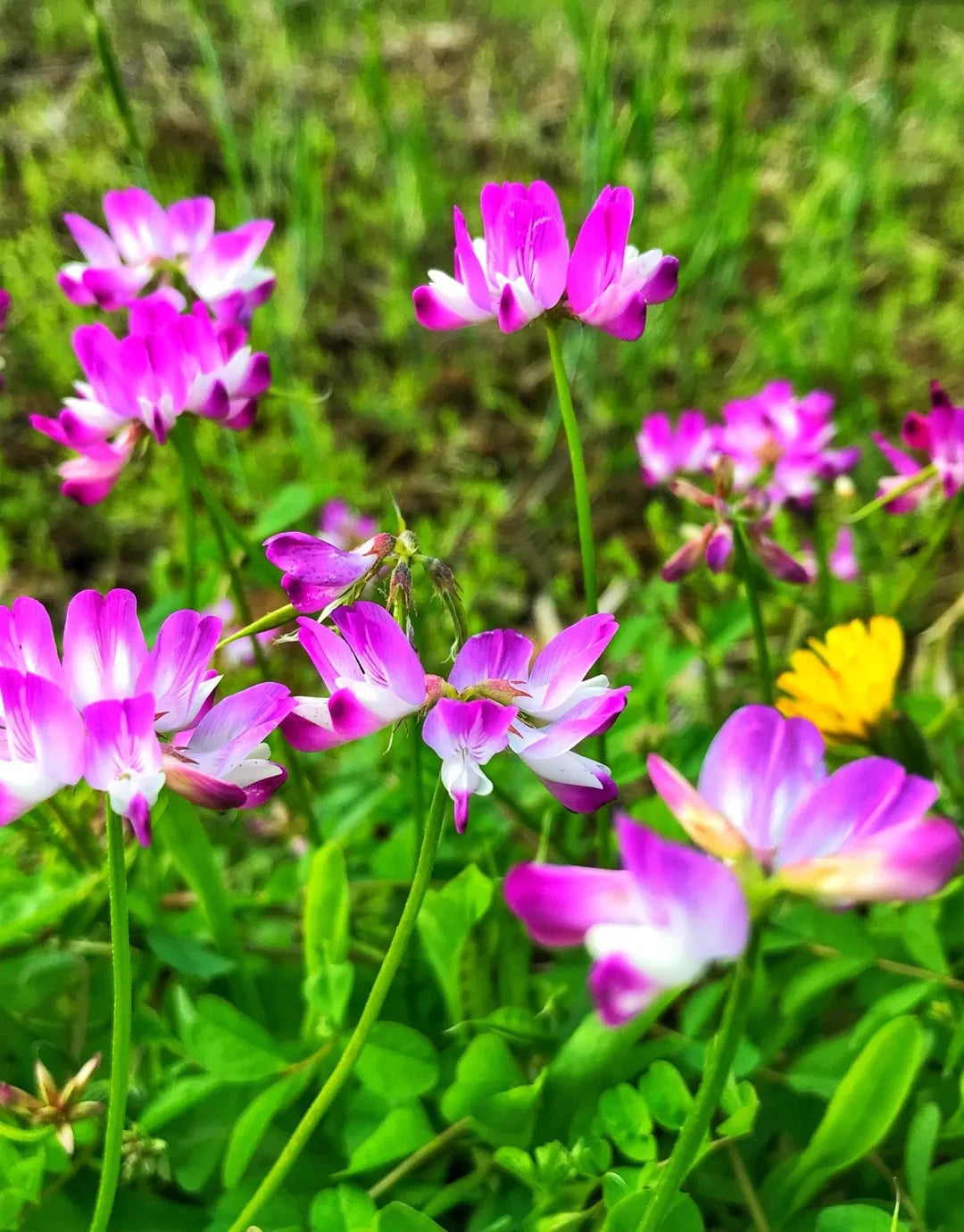 Astragalus plant grown in outdoor container