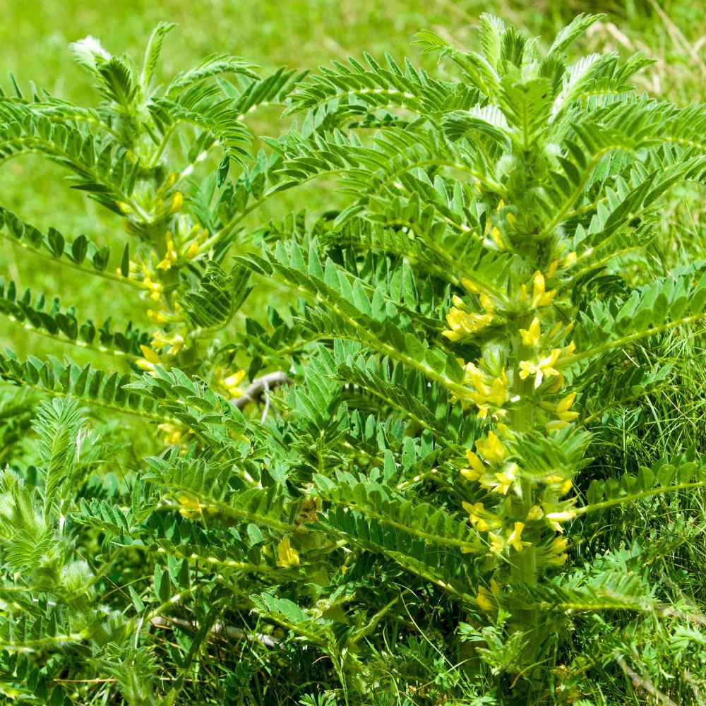Astragalus Seeds for Planting – Immune-Boosting Herbs-Heirloom & Non-GMO Seeds for planting – Fresh Herb for Your Garden