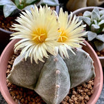 Astrophytum cactus seeds for indoor succulent gardening