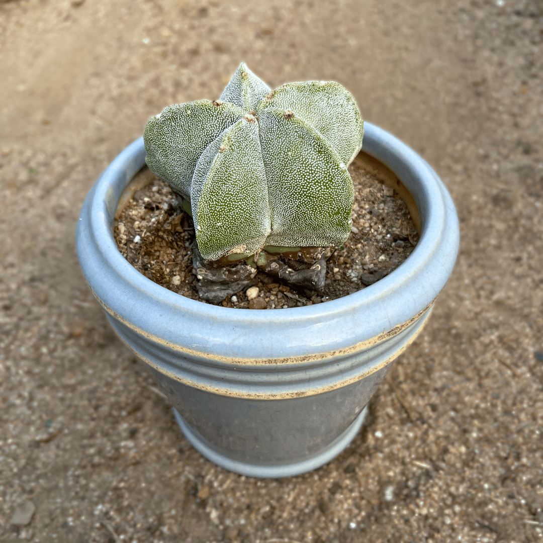 Astrophytum myriostigma Bishop’s Cap cactus seeds for indoor planting