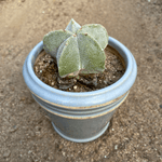 Astrophytum myriostigma Bishop’s Cap cactus seeds for indoor planting