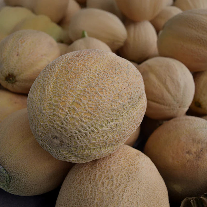 Early maturing Athena melon seeds for home garden planting