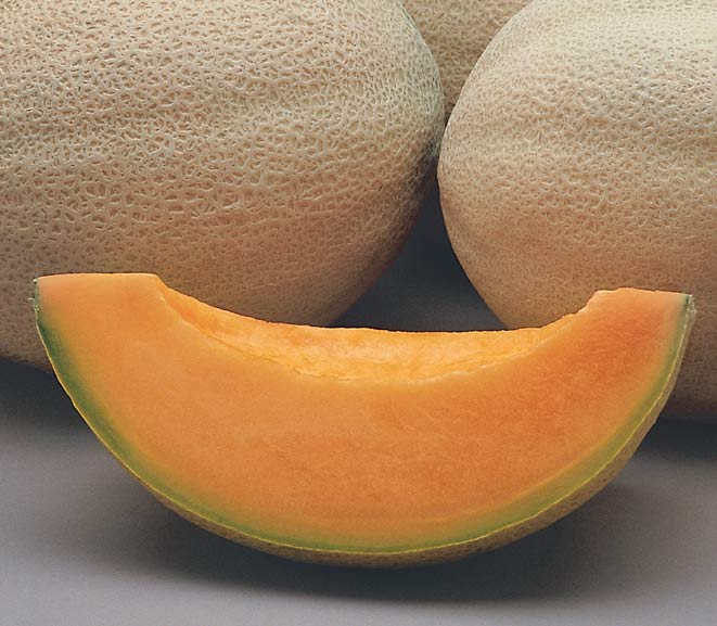 Athena melon seeds for planting with high germination warm climate