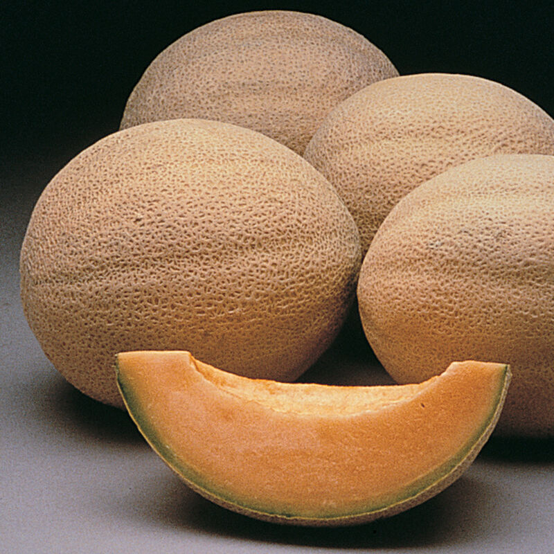 Non GMO Athena melon seeds reliable garden variety for warm zones