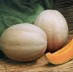 Heat tolerant Athena melon seeds vigorous vines and uniform growth