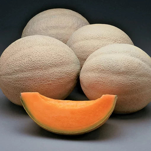 Athena melon seeds hybrid non GMO high yield warm season variety