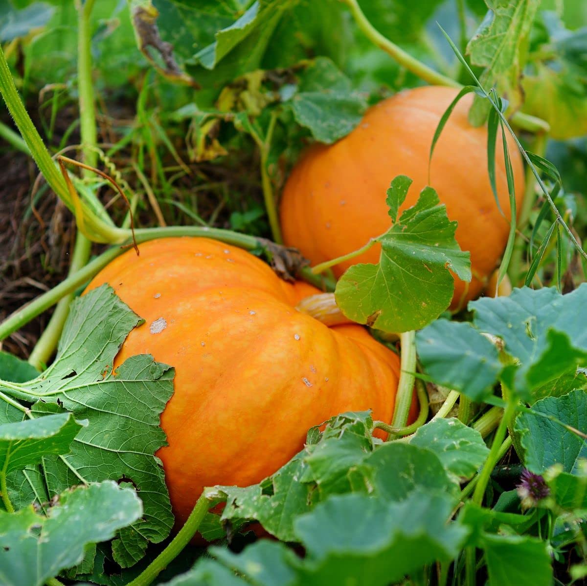 Atlantic Giant Pumpkin Seeds – Grow Record - Breaking Pumpkins for Competitions - Dharaseeds