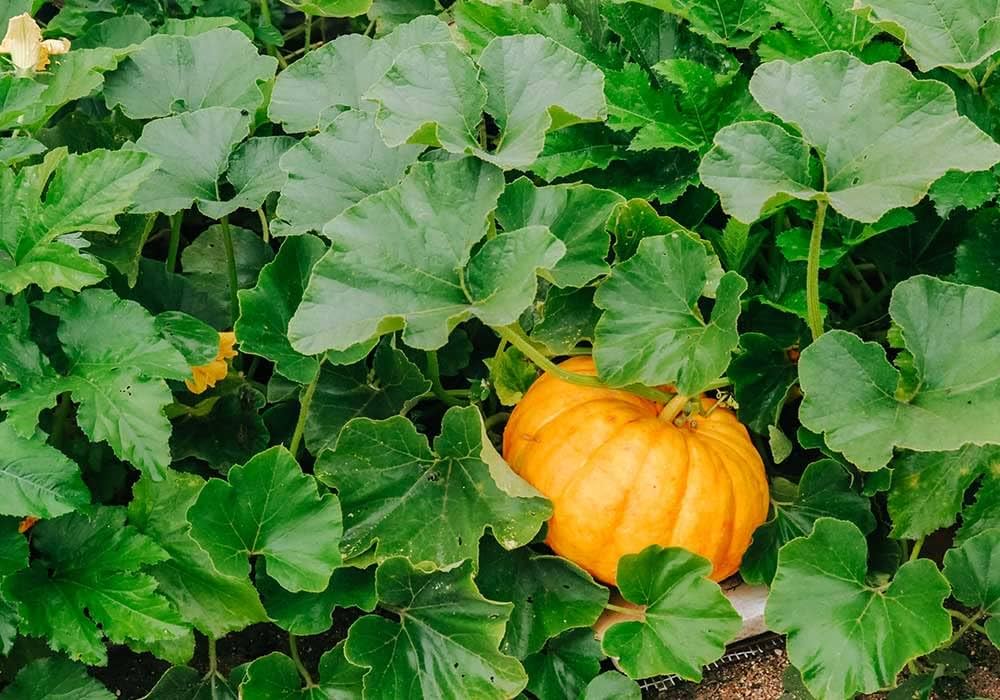 Atlantic Giant Pumpkin Seeds – Grow Record - Breaking Pumpkins for Competitions - Dharaseeds
