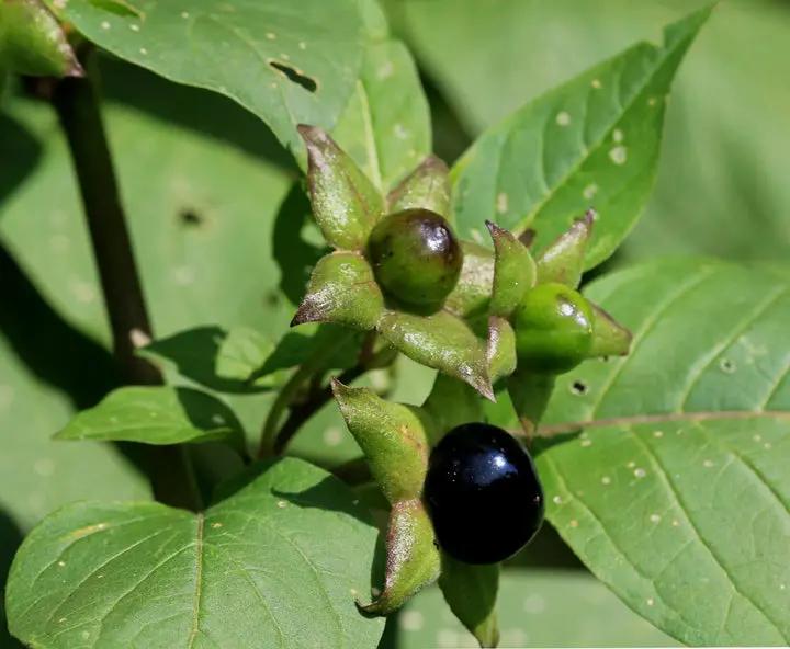 Black Belladonna Plant Seeds for Planting, NON GMO Seeds Dhara Seeds