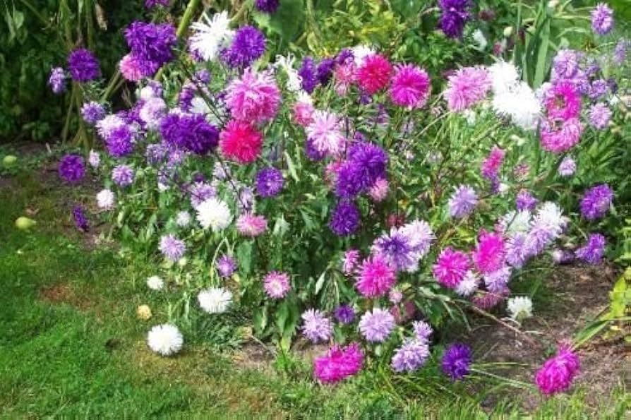 Aubrieta Cascade Lilac Seeds – Carpet - Like Groundcover Flowers - Dharaseeds