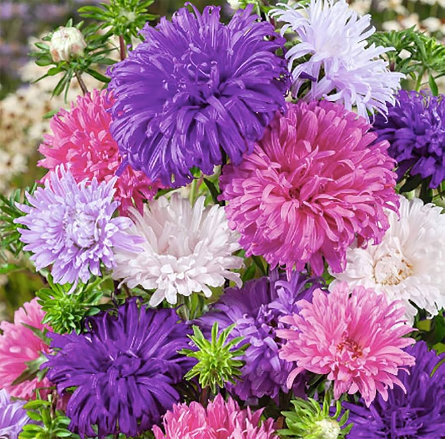 Aubrieta Cascade Lilac Seeds – Carpet - Like Groundcover Flowers - Dharaseeds