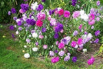 Aubrieta Cascade Lilac Seeds – Carpet - Like Groundcover Flowers - Dharaseeds