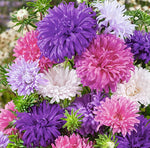Aubrieta Cascade Lilac Seeds – Carpet - Like Groundcover Flowers - Dharaseeds