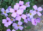 Aubretia Deltoides Plant Seeds for Planting - NON GMO Seeds Dhara Seeds