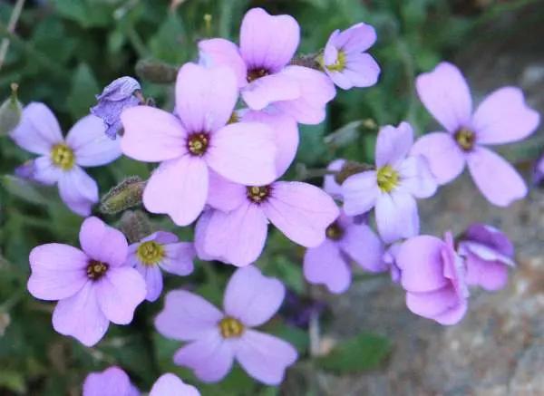 Aubretia Deltoides Plant Seeds for Planting - NON GMO Seeds Dhara Seeds