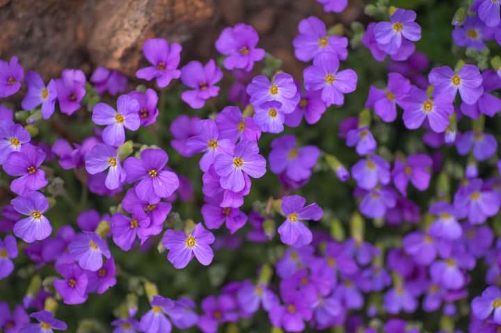 Aubrieta Lavender Flowering Seeds for Planting