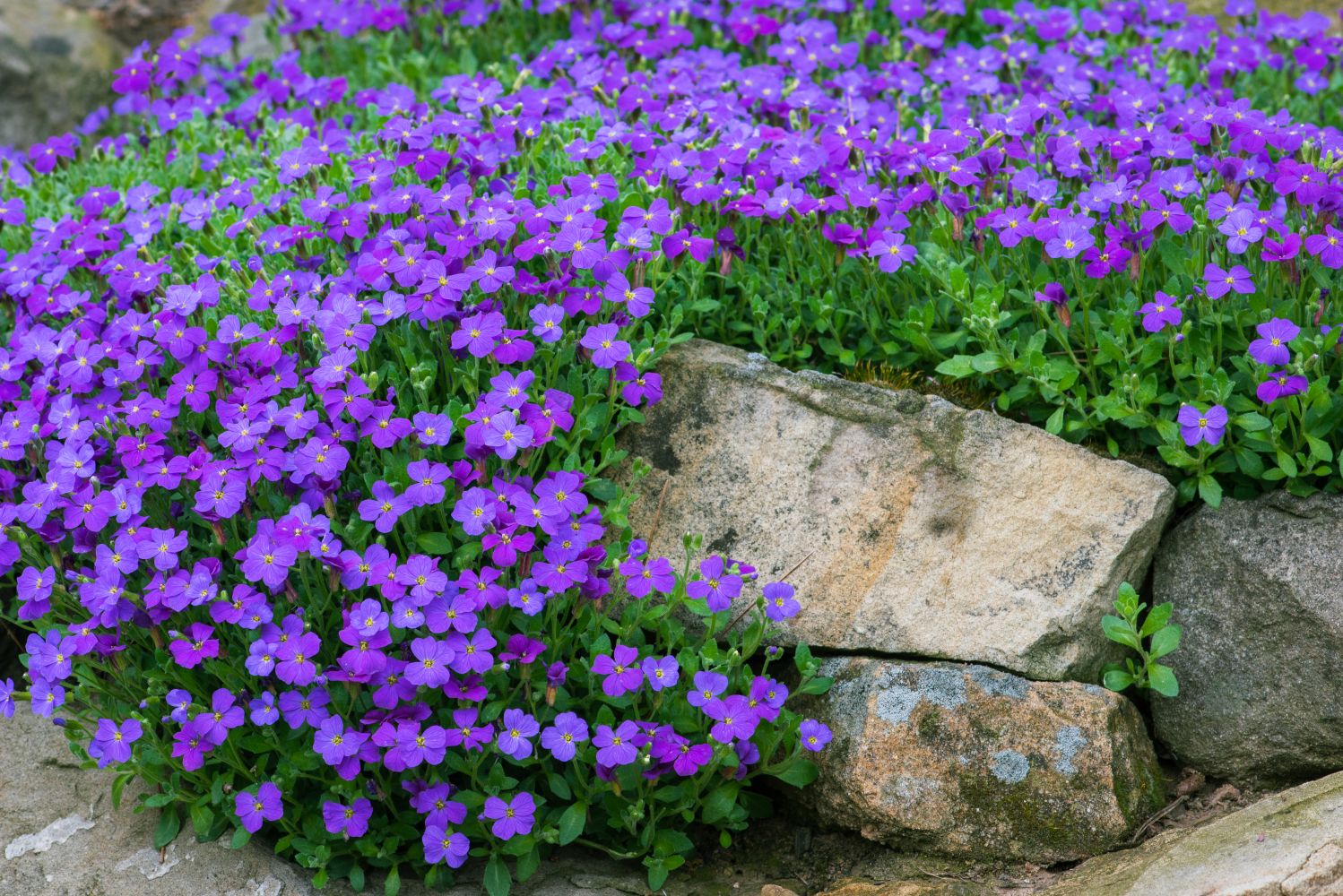Aubrieta Cascade Purple Rock Cress Flowering Seeds For Planting