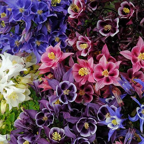 Aquilegia Music Box Imported heirloom non-gmo garden seeds