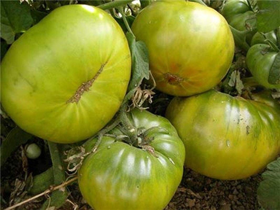 Aunt Ruby's German Green Tomato Seeds – Heirloom Beefsteak with Tangy - Sweet Flavor - Dharaseeds