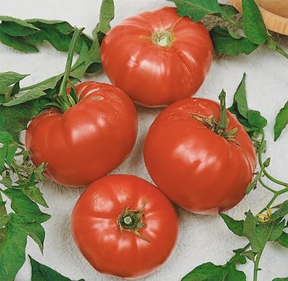 Aussie Beefsteak Tomato Solanum lycopersicum vegetable seeds for planting in medium to large garden beds - Dharaseeds